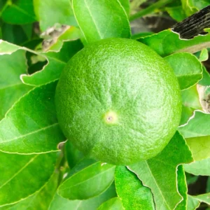 Key Lime Tree - Live Thornless Plant - 5 Inch Potted Lime Fruit Tree