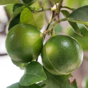 Key Lime Tree - Live Thornless Plant - 5 Inch Potted Lime Fruit Tree