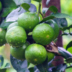 Key Lime Tree Plant - Live Key Lime Bush - 1 ft Tall - 5 Inch Pot