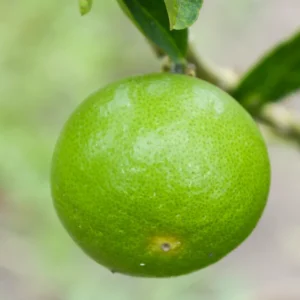 Key Lime Tree Plant - Live Key Lime Bush - 1 ft Tall - 5 Inch Pot