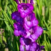 Gladiolus Flower Bulbs - 10 Large Spring Planting Hardy Bulbs