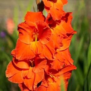 Gladiolus Flower Bulbs - 10 Large Spring Planting Hardy Bulbs