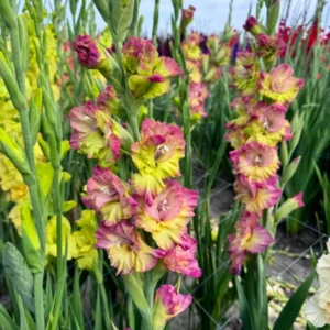 Gladiolus Flower Bulbs - 10 Large Spring Planting Hardy Bulbs