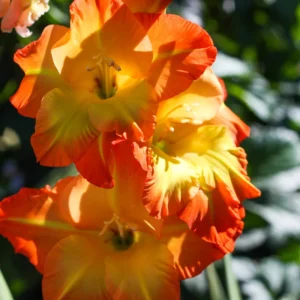 Gladiolus Flower Bulbs - 10 Large Spring Planting Hardy Bulbs