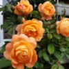 Rose Bush Live Plant 4 Inch Potted - Flowering Roses to Ornament