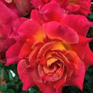 Rose Bush Live Plant 4 Inch Potted - Flowering Roses to Ornament