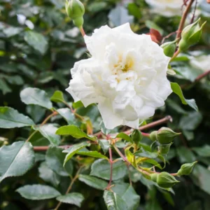 Rose Bush Live Plant 4 Inch Potted - Flowering Roses to Ornament