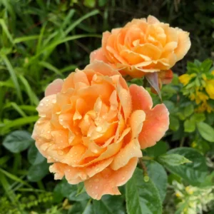 Rose Bush Live Plant 4 Inch Potted - Flowering Roses to Ornament