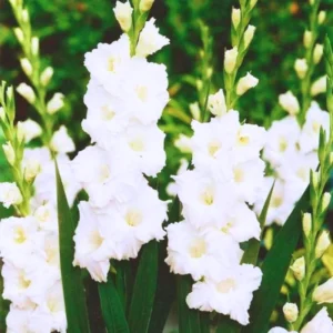 Gladiolus Flower Bulbs - 10 Large Spring Planting Hardy Bulbs