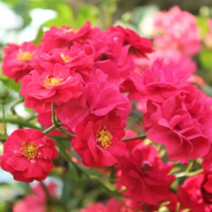 Rose Bush Live Plant 4 Inch Potted - Flowering Roses to Ornament