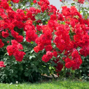 Rose Bush Live Plant 4 Inch Potted - Flowering Roses to Ornament