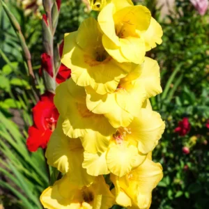 Gladiolus Flower Bulbs - 10 Large Spring Planting Hardy Bulbs
