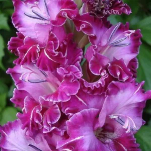 Gladiolus Flower Bulbs - 10 Large Spring Planting Hardy Bulbs