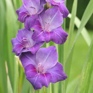 Gladiolus Flower Bulbs - 10 Large Spring Planting Hardy Bulbs