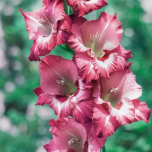 Gladiolus Flower Bulbs - 10 Large Spring Planting Hardy Bulbs