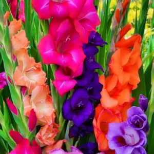 Gladiolus Flower Bulbs - 10 Large Spring Planting Hardy Bulbs