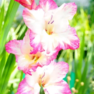 Gladiolus Flower Bulbs - 10 Large Spring Planting Hardy Bulbs