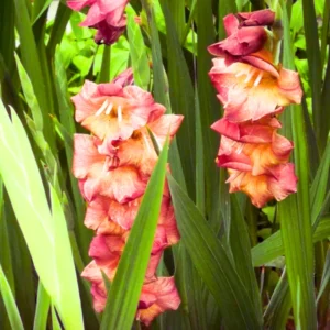Gladiolus Flower Bulbs - 10 Large Spring Planting Hardy Bulbs