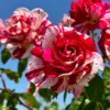 Rose Plant Live Flowering Plant - 2.5 Inch Pot - Perennial Rose Bushes for Gardening