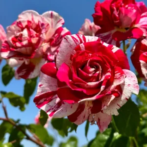 Rose Plant Live Flowering Plant - 2.5 Inch Pot - Perennial Rose Bushes for Gardening