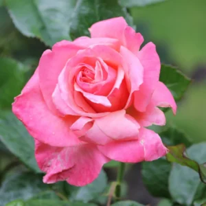 Rose Plant Live Flowering Plant - 2.5 Inch Pot - Perennial Rose Bushes for Gardening