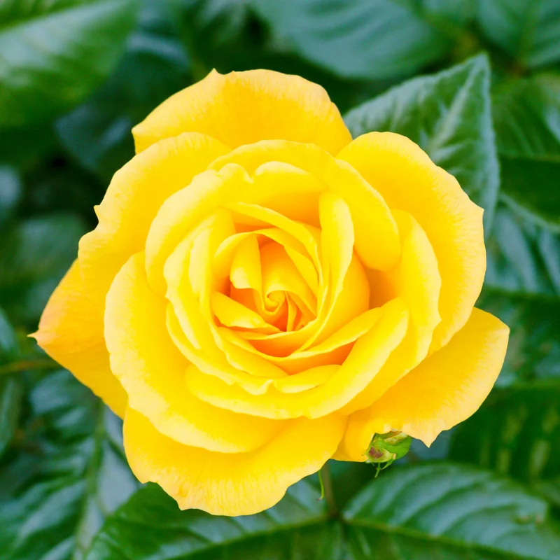 Rose Plant Live Flowering Plant - 2.5 Inch Pot - Perennial Rose Bushes for Gardening