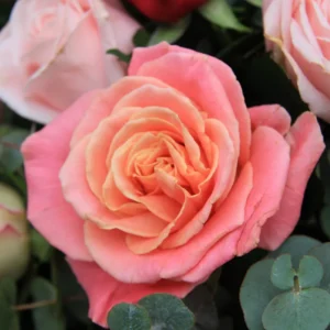 Rose Plant Live Flowering Plant - 2.5 Inch Pot - Perennial Rose Bushes for Gardening