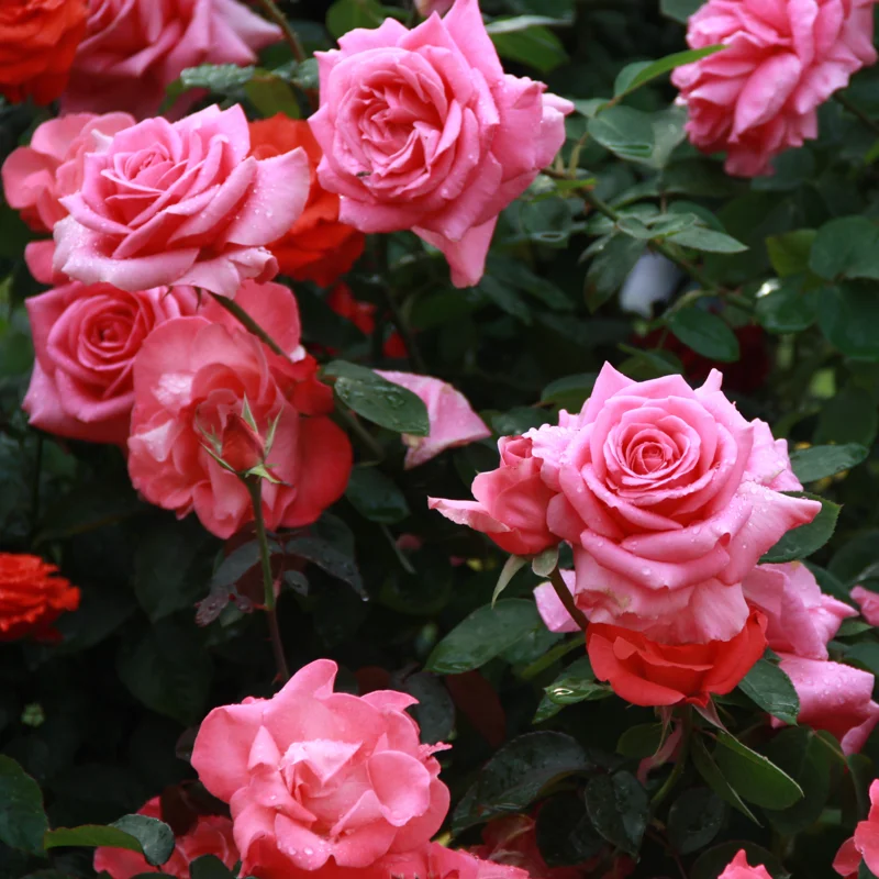 Rose Plant Live Flowering Plant - 2.5 Inch Pot - Perennial Rose Bushes for Gardening