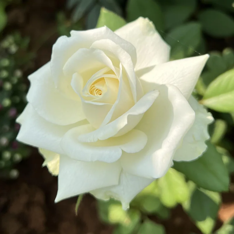 Rose Plant Live Flowering Plant - 2.5 Inch Pot - Perennial Rose Bushes for Gardening