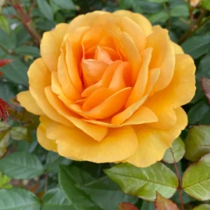 Rose Plant Live Flowering Plant - 2.5 Inch Pot - Perennial Rose Bushes for Gardening