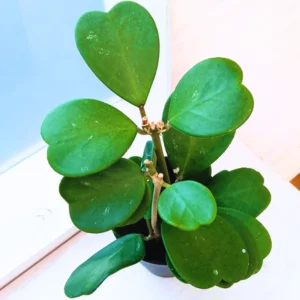 Hoya Kerrii, Hoya Plant, Hoya Kerrii Heart Plant Live, Hoya Plant Live Houseplants, Hoya Kerrii Heart In 2 Inches Pot, Hoya Live Plant