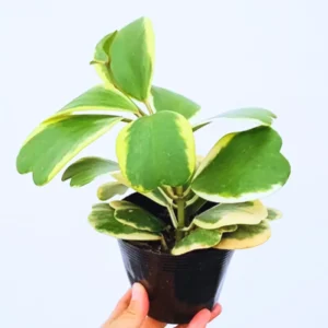 Hoya Kerrii, Hoya Plant, Hoya Kerrii Heart Plant Live, Hoya Plant Live Houseplants, Hoya Kerrii Heart In 2 Inches Pot, Hoya Live Plant