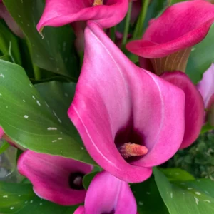 Calla Lily Bulbs - Spring Flowering Bulbs for Planting Indoor or Outdoor