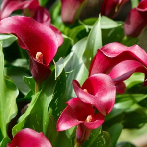 Calla Lily Bulbs - Spring Flowering Bulbs for Planting Indoor or Outdoor