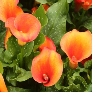 Calla Lily Bulbs - Spring Flowering Bulbs for Planting Indoor or Outdoor