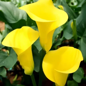 Calla Lily Bulbs - Spring Flowering Bulbs for Planting Indoor or Outdoor