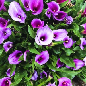 Calla Lily Bulbs - Spring Flowering Bulbs for Planting Indoor or Outdoor