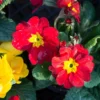 Primrose Plant Live - 4 Inch Primula Perennial Flower Pot