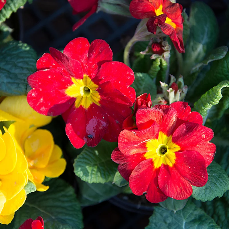 Primrose Plant Live - 4 Inch Primula Perennial Flower Pot