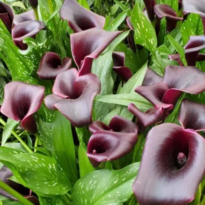 Calla Lily Bulbs - Spring Flowering Bulbs for Planting Indoor or Outdoor