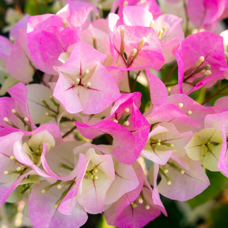 Bougainvillea Plant Live Flowering Plant 4 Inch Pot Outdoor Home Ornament