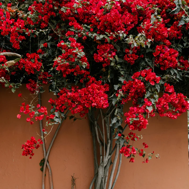 Bougainvillea Plant Live Flowering Plant 4 Inch Pot Outdoor Home Ornament