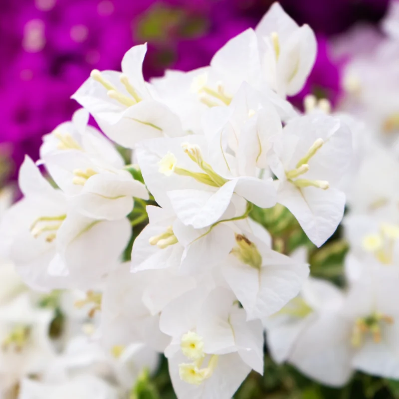 Bougainvillea Plant Live Flowering Plant 4 Inch Pot Outdoor Home Ornament