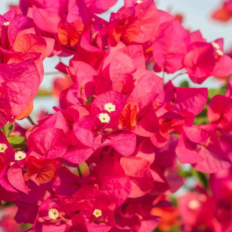 Bougainvillea Plant Live Flowering Plant 4 Inch Pot Outdoor Home Ornament