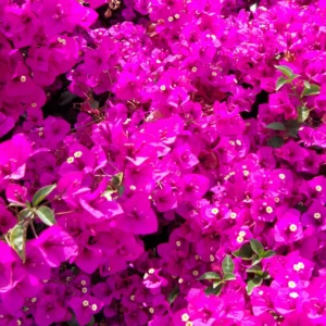 Bougainvillea Plant Live Flowering Plant 4 Inch Pot Outdoor Home Ornament