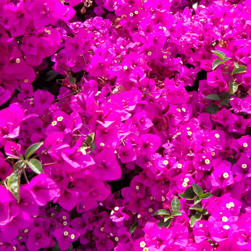 Bougainvillea Plant Live Flowering Plant 4 Inch Pot Outdoor Home Ornament