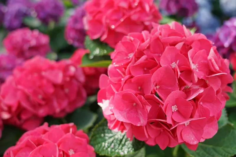 Wee Bit Giddy Hydrangea blooming