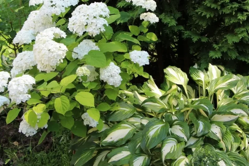 companion with hosta