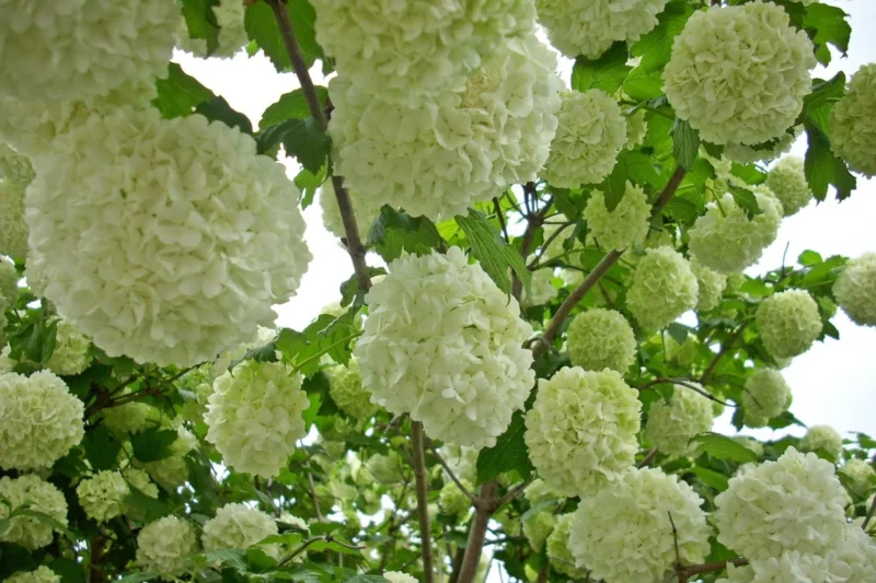 Old Fashioned Snowball Bush