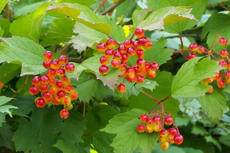 Old Fashioned Snowball Bush fruits